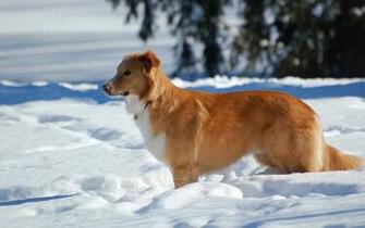 Dog In The Snow Wallpaper