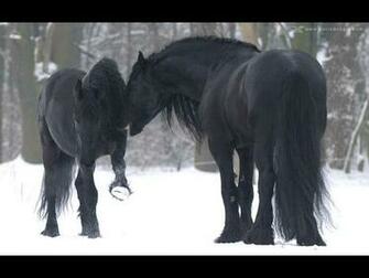 Friesian Horses Wallpaper Enjoy Winter