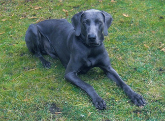 Blue Weimaraner HD Wallpaper Dogbreedswallpaper
