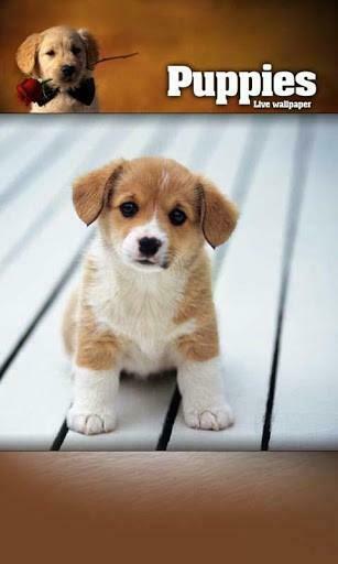 Bigger Angry Puppies Live Wallpaper For Android Screenshot
