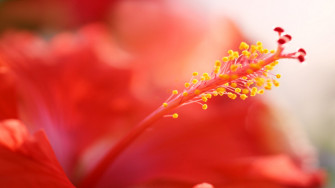 Flowers Hibiscus Wallpaper HD