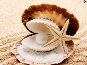 Seashells HD Wallpaper