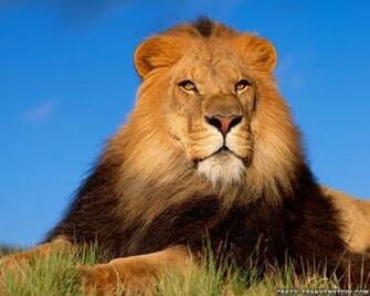 Wallpaper Mountain Lion Lions