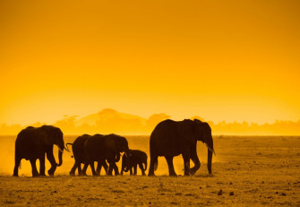Beautiful Elephants High Resolution Image Wallpaper
