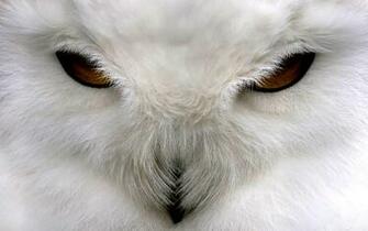 Owl Wallpaper
