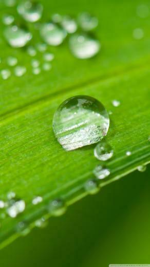 Fresh Green Grass 4k HD Desktop Wallpaper For Ultra Tv