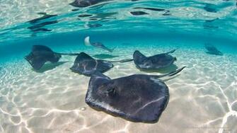 Life Wallpaper Southern Stingrays Grand Cayman Islands