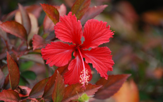 Flowers Hibiscus Wallpaper HD