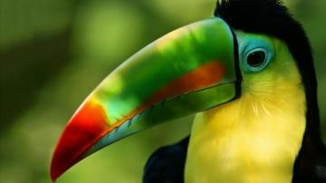 Toucan HD Wallpaper