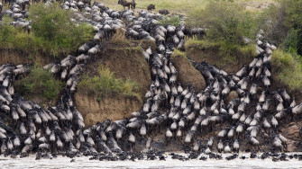 Kenya Wildebeest Wildlife Migration Herd Cow Bull Africa Nature Wallpaper