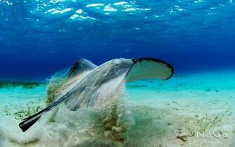 New Stingray Wallpaper Bsnscb