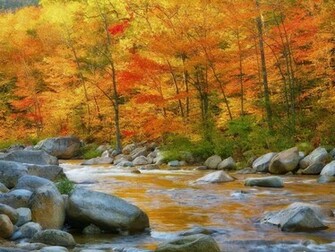 Autumn In The Woods Beautiful Pictures Photo