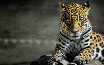 July By Stephen Comments Off On Jaguar Animal HD Wallpaper