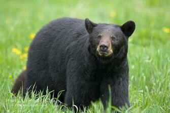 Black Bear HD Wallpaper