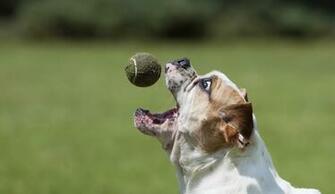 Wallpaper Bulldog Dog Ball