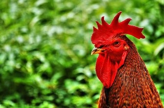 Chicken Rooster Wallpaper