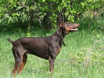 Doberman Pinscher Wallpaper