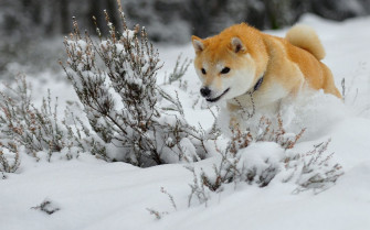 Dogs Akita Snow Animals Winter Wallpaper