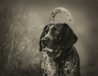 Black And White Bluetick Coonhound Dog Photo Wallpaper Beautiful