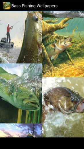 Your The Gone Fishing Type Then You Will Love Bass Wallpaper