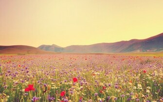 Wildflower Wallpaper Best