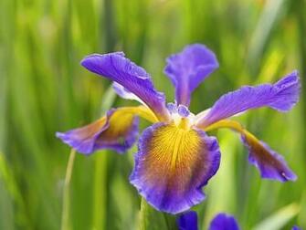 Blue And Yellow Flower Wallpaper