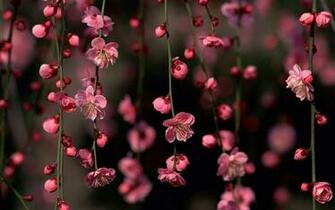 Spring Flowers Windows Wallpaper Nice