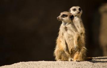 Wallpaper Look Light Pose The Dark Background Stone Meerkats