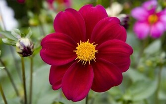Indian Celebrity Zoon Red Flowers Natural Wallpaper