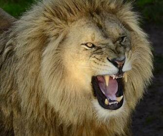 Wallpaper Roaring Lion Image