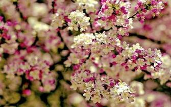Spring Flowers Wallpaper