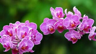 Pink Orchid Wallpaper