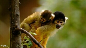 Cute Monkeys Wallpaper