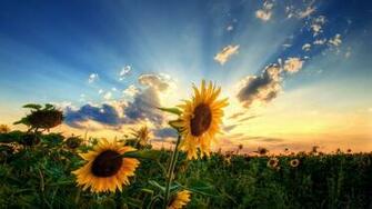 Wallpaper Beautiful Nature