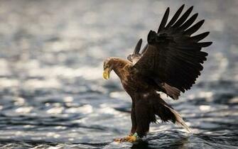 Golden Eagle During Hunting HD Animals And Birds