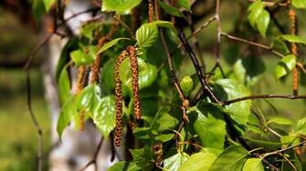 Tree Birch Photo