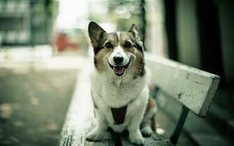 Corgi HD Wallpaper For Desktop