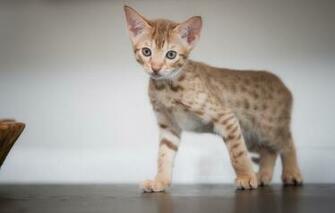 Wallpaper Look Background Kitty Ocicat Image For Desktop