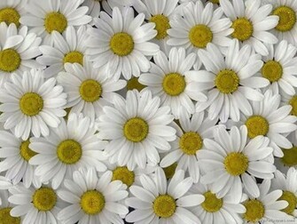 Daisy Flower Wallpaper And Make This For Your