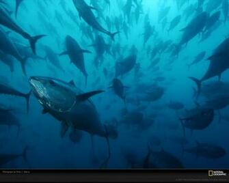 Tuna Wallpaper HD