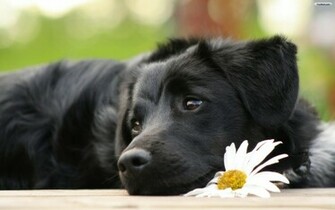 Dog Wallpaper Photo Desktop