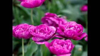 April Love By Pat Boone Music Flowers Spring Wallpaper