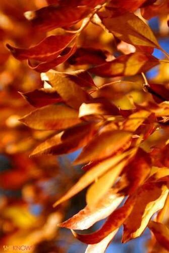 This Fall Leaves iPhone Wallpaper