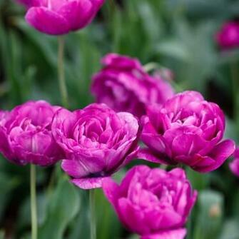 Spring Season Wallpaper For Desktop Background HD
