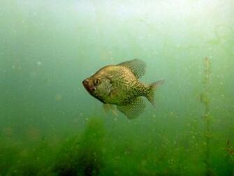 Crappie Wallpaper P1000118 Jpg