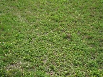 Lawn Weed Identification Chart