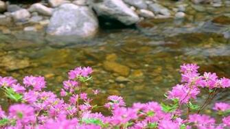 Wallpaper Flower Spring