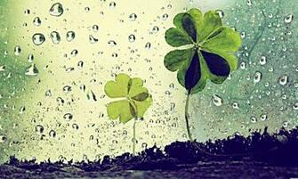 Clover Wallpaper Pictures Image