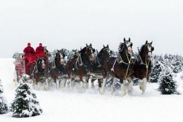 Beer Alcohol Drink Poster Horse Horses Christmas Winter Snow