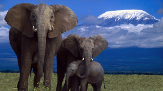 African Elephant Wallpaper